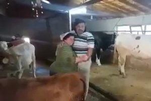 Ahırda şarkı s&ouml;yleyip, dans eden &ccedil;ift fenomen oldu