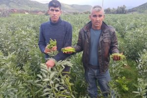 Tarlada 1, pazarda 3 liraya satılıyor