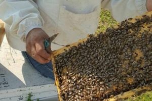 Arılar altın yılını yaşıyor, arıcıları endişe sardı!