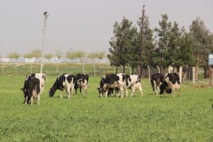 Yeni yem uygulaması, et fiyatlarını d&uuml;ş&uuml;recek