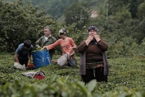 Kuş dilinin alfabesi oluşturulacak