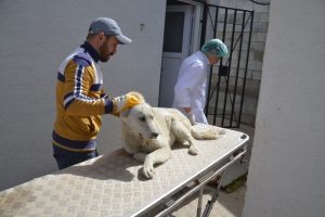 Yaralı k&ouml;pek i&ccedil;in 30 kilometre yol kat ettiler