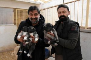 Karaman'ın 'Kangal k&ouml;peği' sevgisi