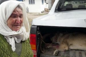 Bacağı kırılan k&ouml;peğini g&ouml;zyaşlarıyla teslim etti