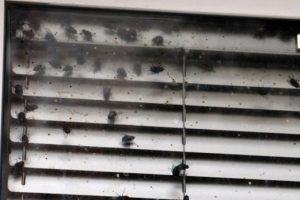 Boş ofisteki y&uuml;zlerce sinek vatandaşları korkuttu