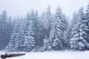 Sakarya'nın Dikmen Yayla'sı beyaza b&uuml;r&uuml;nd&uuml;