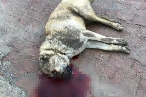 Bursa'da &ccedil;iftlik bek&ccedil;isi, korktuğu Kangal k&ouml;peğini av t&uuml;feğiyle &ouml;ld&uuml;rd&uuml;