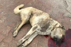 Bursa'da k&ouml;peği &ouml;ld&uuml;r&uuml;len hayvansever: Dava a&ccedil;acağım