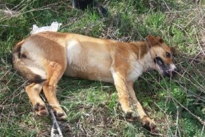 18 k&ouml;peğin tarım ilacıyla zehirlendiği ortaya &ccedil;ıktı!