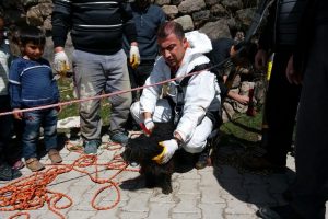 Kuyuya d&uuml;şen k&ouml;peği AFAD kurtardı