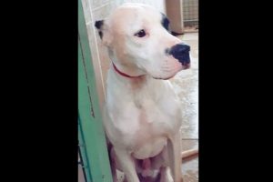 Trabzon'da k&ouml;pekle yaralamaya 5 yıl hapis