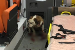 Saldırgan k&ouml;peği polis kurşunu bile durduramadı