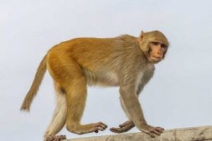 Hindistan'da bebek hırsızı maymun aranıyor