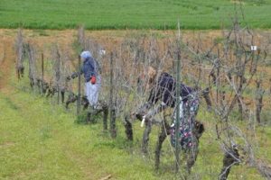 Tekirdağ &uuml;z&uuml;m &ccedil;eşidi ile T&uuml;rkiye'de ilk gen merkezi oldu