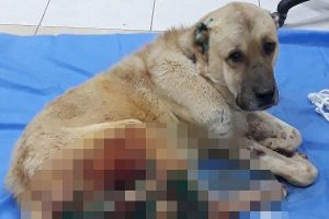 Konya'da dehşet! K&ouml;peği av t&uuml;feğiyle vurdu