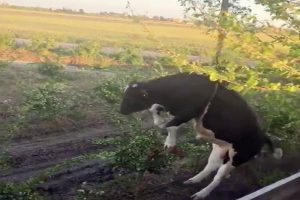 Sulama kanalında sıkışan ineği b&ouml;yle kurtardılar