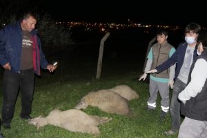 İstanbul'da kimyasal alarm: Hayvanlar telef oldu