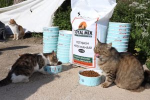 Bursa Mudanya'da minik dostlar unutulmadı
