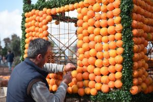 'Portakal &Ccedil;i&ccedil;eği Festivali' başlıyor