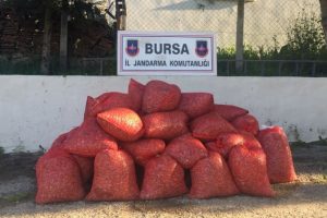 Bursa'da 1,5 ton ka&ccedil;ak midye yakalandı