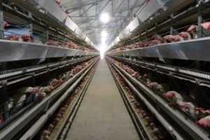 &Ccedil;orum ve Afyonkarahisar'da 'kuş gribi' ş&uuml;phesi
