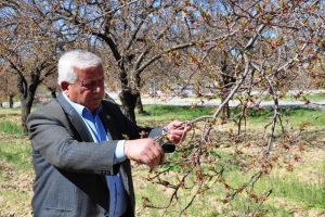 Kahramanmaraş'ta kayısı ağa&ccedil;larını don vurdu