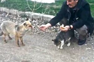 Kedinin ekmeğine tilki ortak oldu