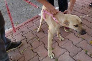 Antalya'da ensesi kesilen k&ouml;peği sahiplendi