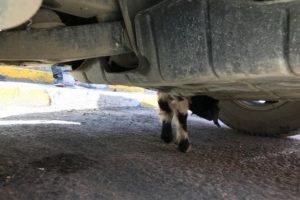 Motor b&ouml;l&uuml;m&uuml;ne sıkışan oğlak i&ccedil;in seferber oldular