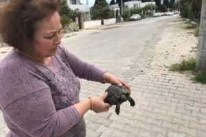Yavru kaplumbağayı &ouml;l&uuml;me terk ettiler