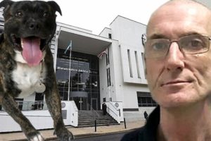Acısını dindirmek i&ccedil;in k&ouml;peğe tecav&uuml;z etti!