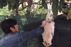 Bursa'da ayağı tele takılan kediyi vatandaşlar kurtardı
