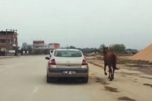 Bursa'da atı otomobiline bağlayıp koşturdu