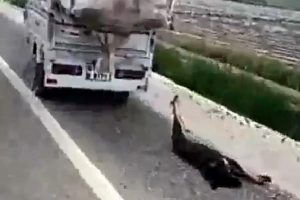 Adana'da vahşet! K&ouml;peği motosikletin arkasına bağlayıp s&uuml;r&uuml;kledi