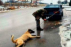 Hayvanlara işkenceye hapis cezası geliyor