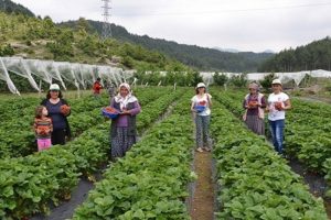 Bursa'da &ccedil;ift&ccedil;iye 3 milyon adet &ccedil;ilek fidesi