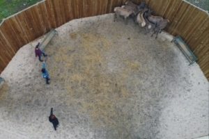 Bursa'da yetiştirilen kızıl geyikler, T&uuml;rkiye'nin d&ouml;rt bir yanına g&ouml;nderiliyor