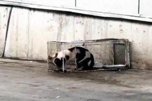 Sucuk '&ccedil;alan' kediye kafes cezası