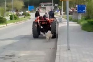 Trakt&ouml;r&uuml;n arkasına bağladığı k&ouml;peği kilometrelerce koşturdu!