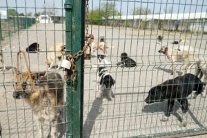 Barınaktaki köpeklerin durumuna hayvanseverlerden tepki