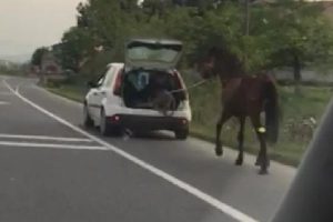 Atı otomobiline bağlayıp koşturdu