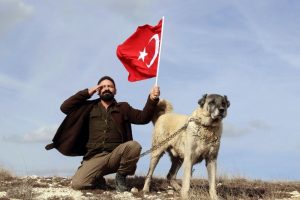 T&uuml;rk Kangalı Amerika aslanına karşı