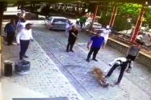 Sokak ortasında pitbull dehşeti