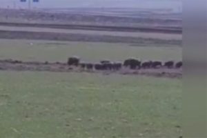 Kars'ta domuz s&uuml;r&uuml;s&uuml; g&ouml;r&uuml;nt&uuml;lendi
