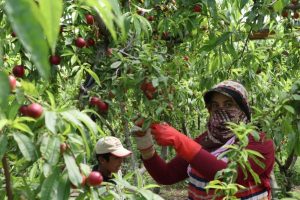 Hasat başladı, &ccedil;ift&ccedil;i fiyatlardan yakındı