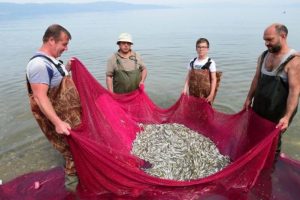 Bursa İznik Gölü'nde gümüş balığı avı sürüyor!