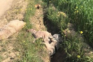5 sokak k&ouml;peği fare zehri ile &ouml;ld&uuml;r&uuml;ld&uuml;!