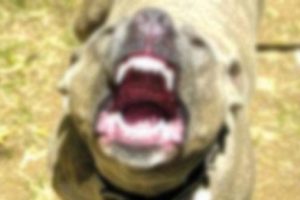 Almanya'da T&uuml;rklere k&ouml;pekli saldırı!