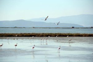 Kuş Cenneti'ne borulu sistemle can suyu