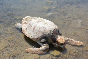&Ouml;l&uuml; caretta caretta sahile vurdu
